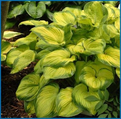 Hosta sieboldiana 'Old Glory'