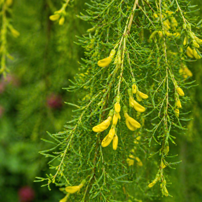Caragana arborescens 'Walker' (sur tige)
