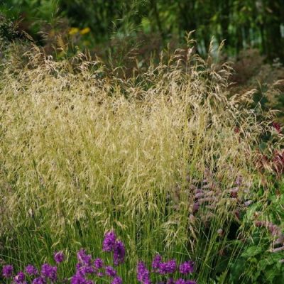 Deschampsia caespitosa 'Bronzeschleier'