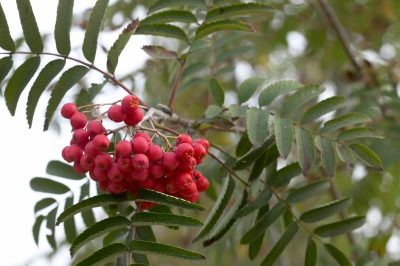 Sorbus thuringiaca 'Fastigiata'
