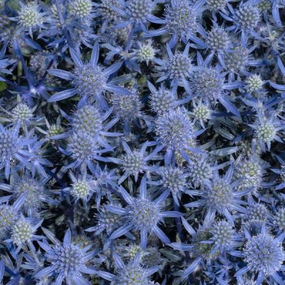 Panicaut 'Blue Glitter'