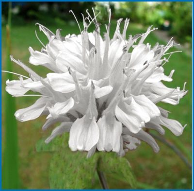 Beebalm