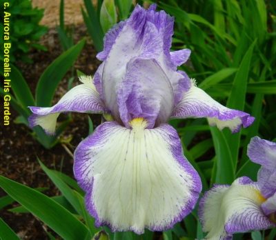 Iris germanica 'Queen Dorothy'
