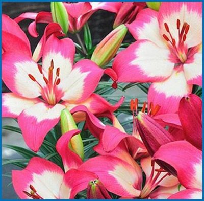 Asiatic Lily