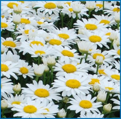 Leucanthemum superba 'Snow Cap'