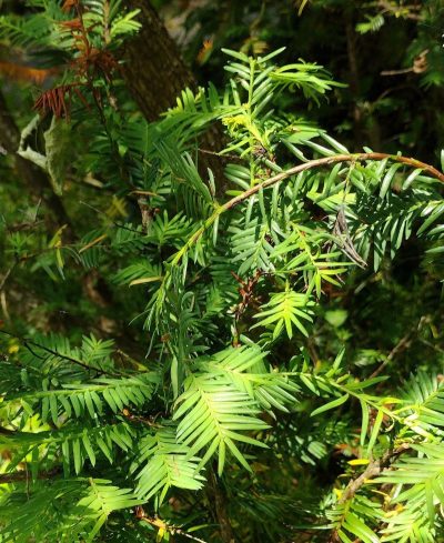 Taxus cuspidata 'Globosa'