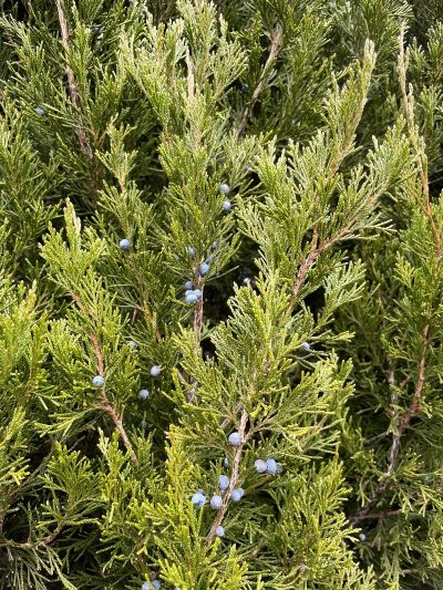 Juniperus chinensis 'Spartan'