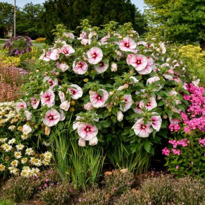 'Angel Eyes' Rose Mallow