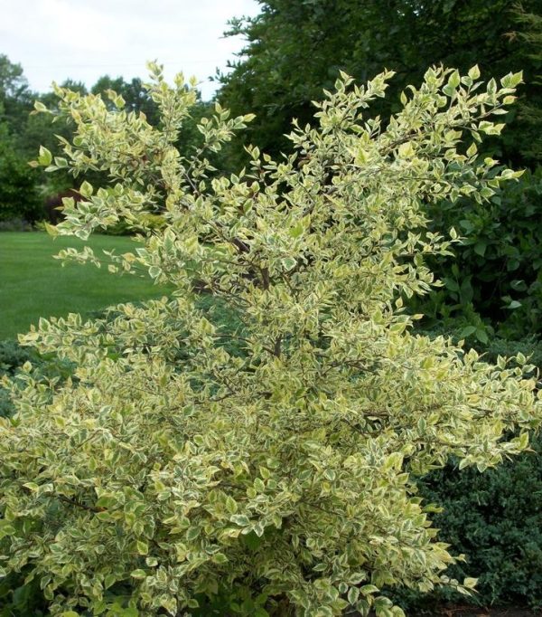 Betula nigra 'Shiloh Splash'