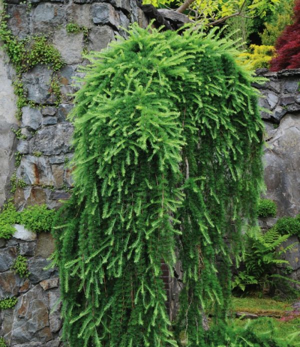 Larix decidua 'Pendula' (basse greffe)
