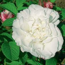 Rosa rs 'Louise Bugnet'