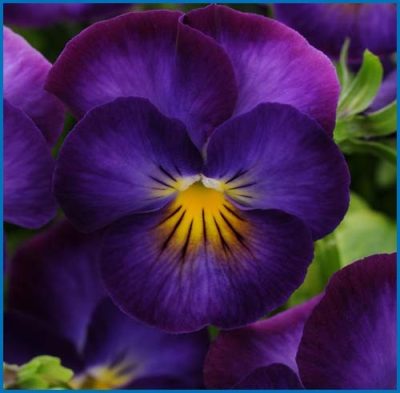 Viola 'Halo Violet'
