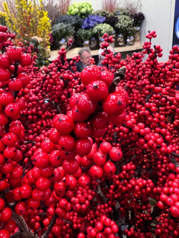 Houx verticillé 'Magical Amaranth'