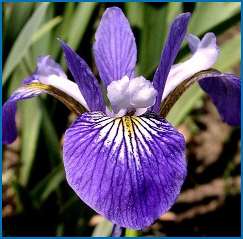 Iris versicolor 'Gerald Darby'