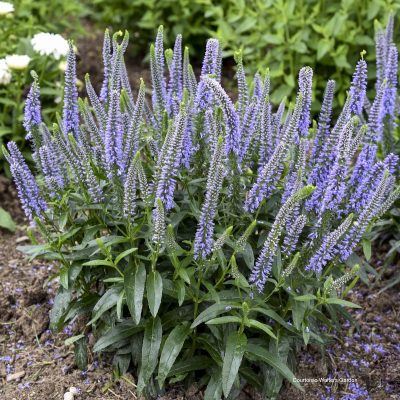 Véronique longifolia 'Ever After'