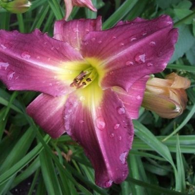 Hemerocallis 'Plum Royal'