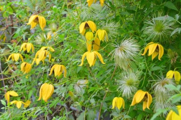 Clematis tangutica