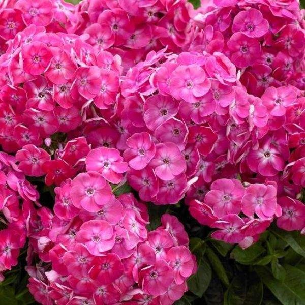 Phlox paniculata 'Bambini Sweet Tart'