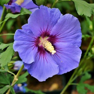 Hibiscus syriacus 'Oiseau Bleu'