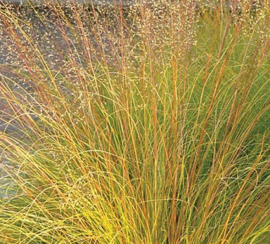 Sporobolus heterolepis