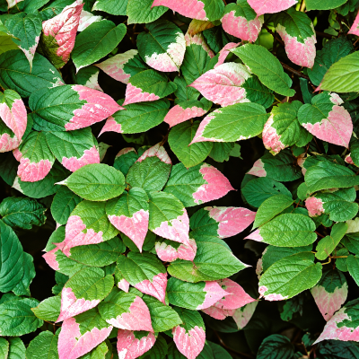 Actinidia kolomikta 'Arctic Beauty' (mâle)