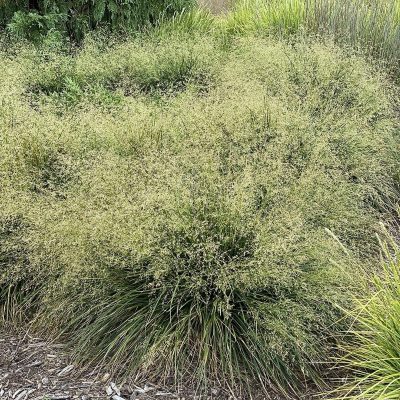 Deschampsia caespitosa 'Goldtau'