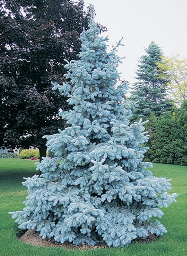 Picea pungens 'Glauca'
