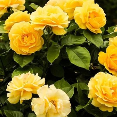 Rosier floribunda 'Julia Child'