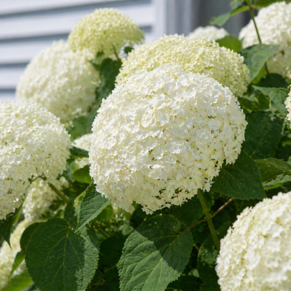 Hydrangea arborescens 'Annabelle'