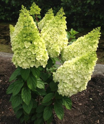 Hydrangea paniculata MOONROCK®