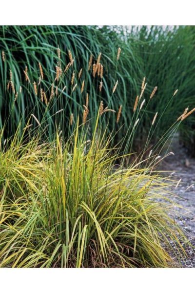 Alopecurus pratensis 'Aureovariegatus'