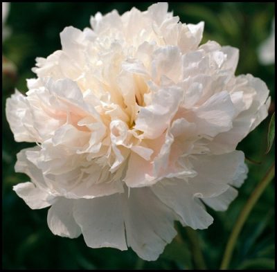 Paeonia lactiflora 'Noemie Demay'