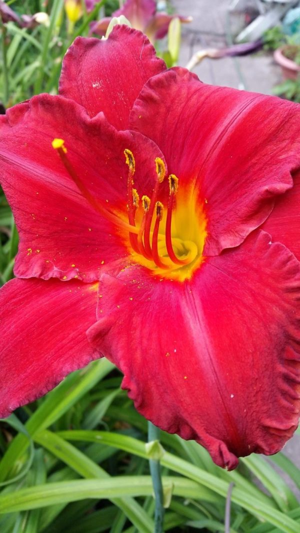 Hemerocallis 'Fire Engine'