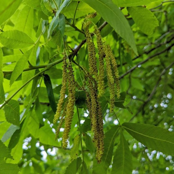 Carya glabra