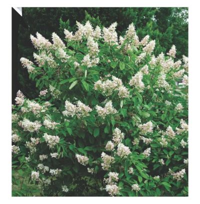 Hydrangée paniculée 'Kyushu'