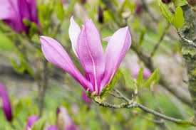 Magnolia liliiflora 'Ricki'