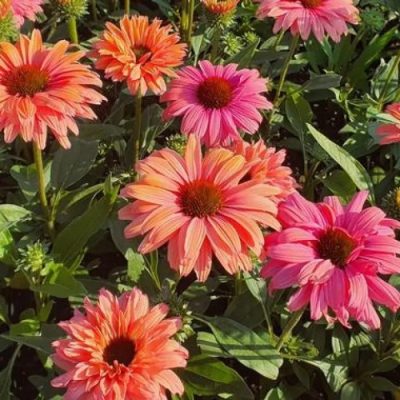 Echinacea 'Sunseekers Rainbow'