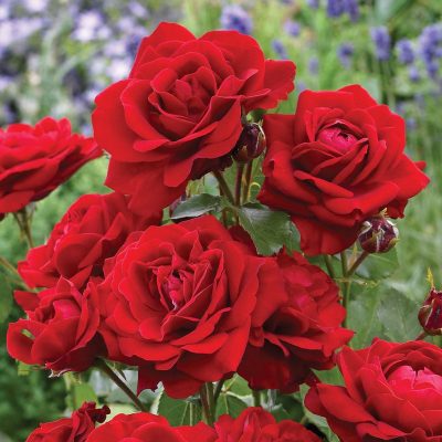 Rosa floribunda 'Bordeaux'