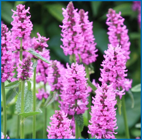 Stachys monnieris 'Hummelo'