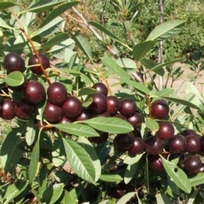 Prunus x 'Compass'