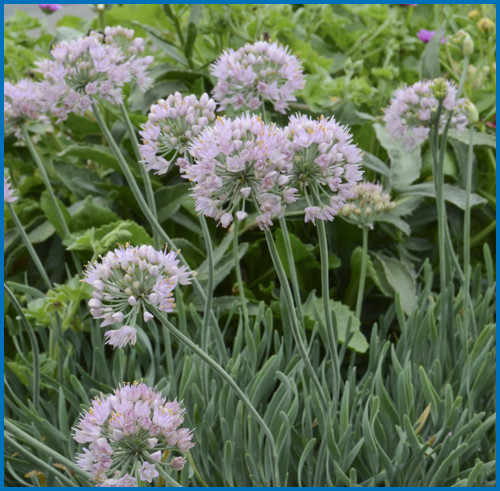 Allium senescens 'Blue Eddy'