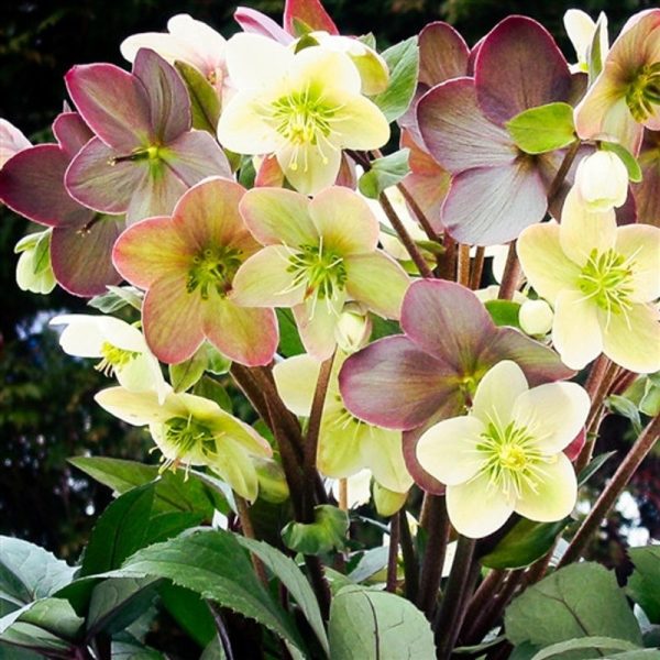 Helleborus x 'Winter Magic Candy Love'