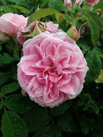 David Austin rose