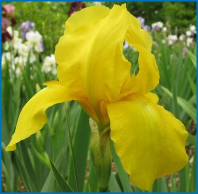 Iris barbata 'Golden Encore'