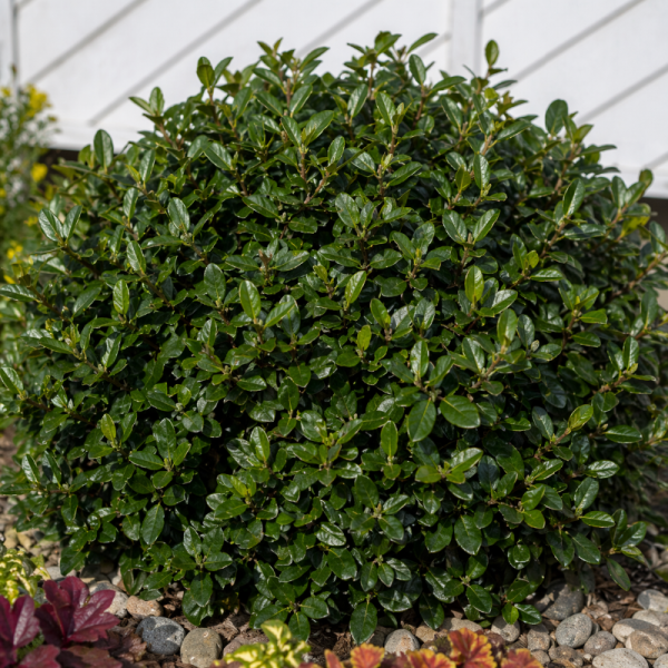 Cotoneaster acutifolius