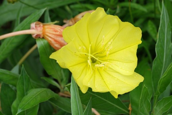 Oenothera macrocarpa