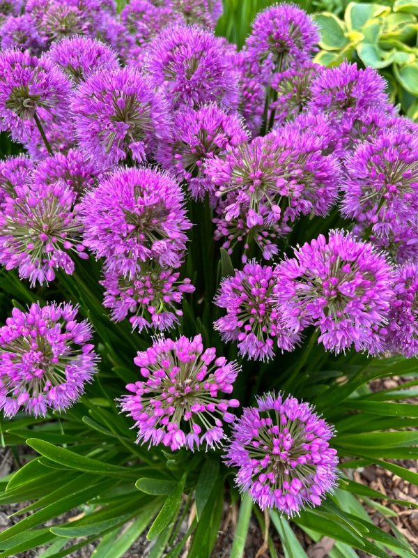 Allium 'Millenium'
