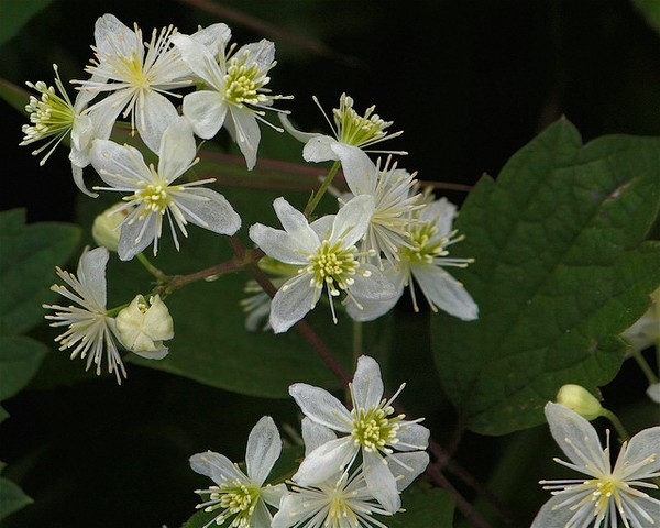 Clematis virginiana