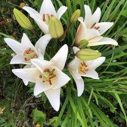 Lilium longiflorum 'Bach'