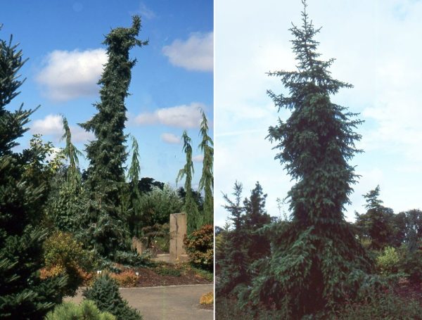 Serbian Weeping Spruce